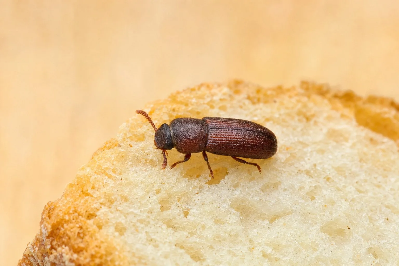 Primo piano di un Tarlo del Pane su una fetta di pane secco